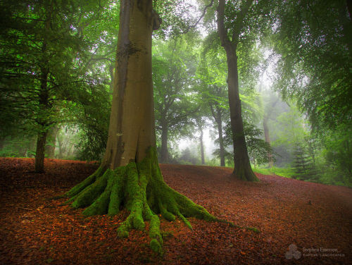 euph0r14 - landscape | Mystical Forest | by stephenemerson |...
