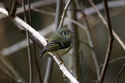 oceanodroma:My first good picture of any species of kinglet....