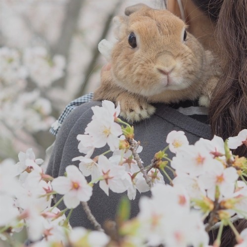 smol-bean-azriel - atraversso - Cute bunny- posted by...