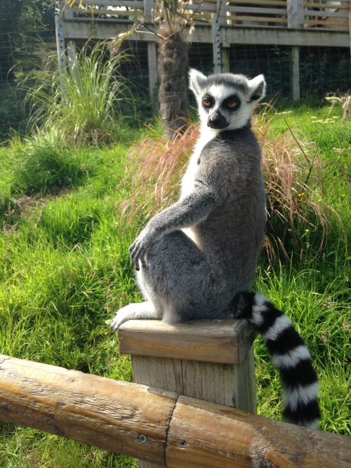 actionables - cakejam - this lemur didn’t seem pleased that i...