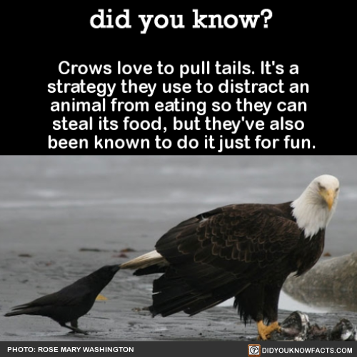 crows-love-to-pull-tails-its-a-strategy-they-use