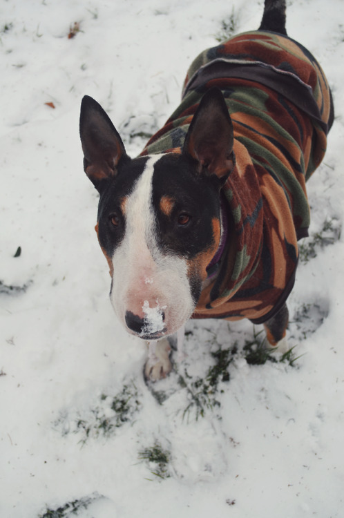 ofbullterriers - Snow Day-sy!