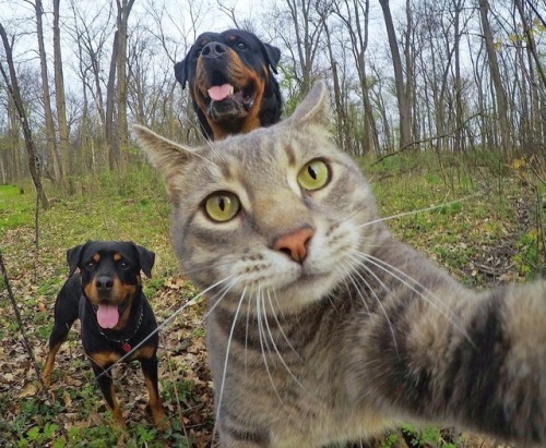 aww-so-pretty - This cat have better selfies than me