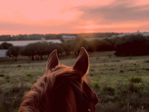 sanddancingwithanxiety - wanderingrosita - Texas sunsets