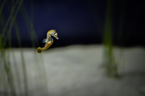 neaq - Visitor Pictures - Dwarf seahorses (Hippocampus zosterae)...