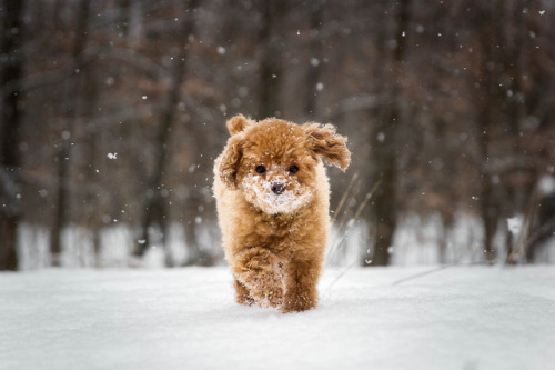 atraversso: Dashing through the snow - CarolineWhat a cute...