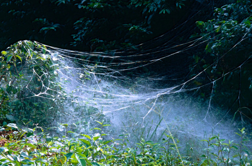 bl3wyn - spider net