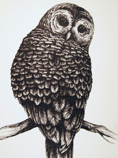 owl drawing on Tumblr