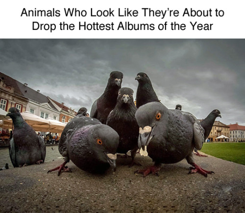 tastefullyoffensive:Animals Dropping the Hottest Albums of the...