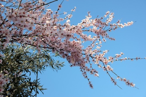 Wild almond blossoms - Feb. 2018