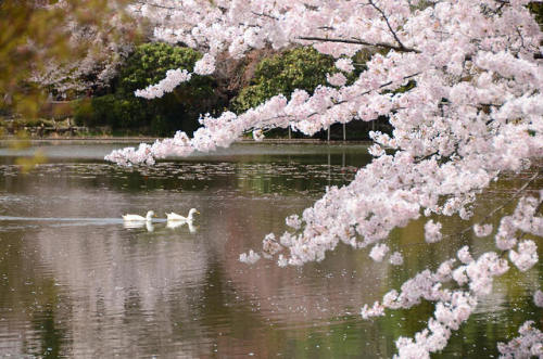 florealegiardini - Sherry blossoms and ducks, Ryoanji temple,...