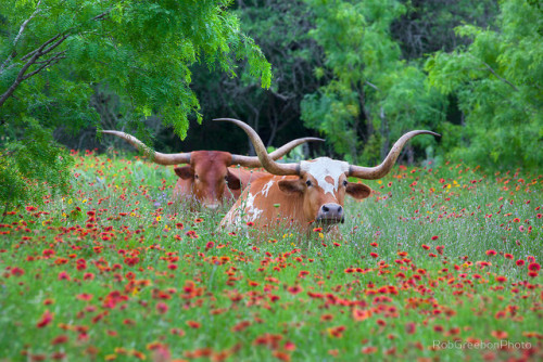 labradoriteslight - ainawgsd - Cows in FlowersSacred Beings