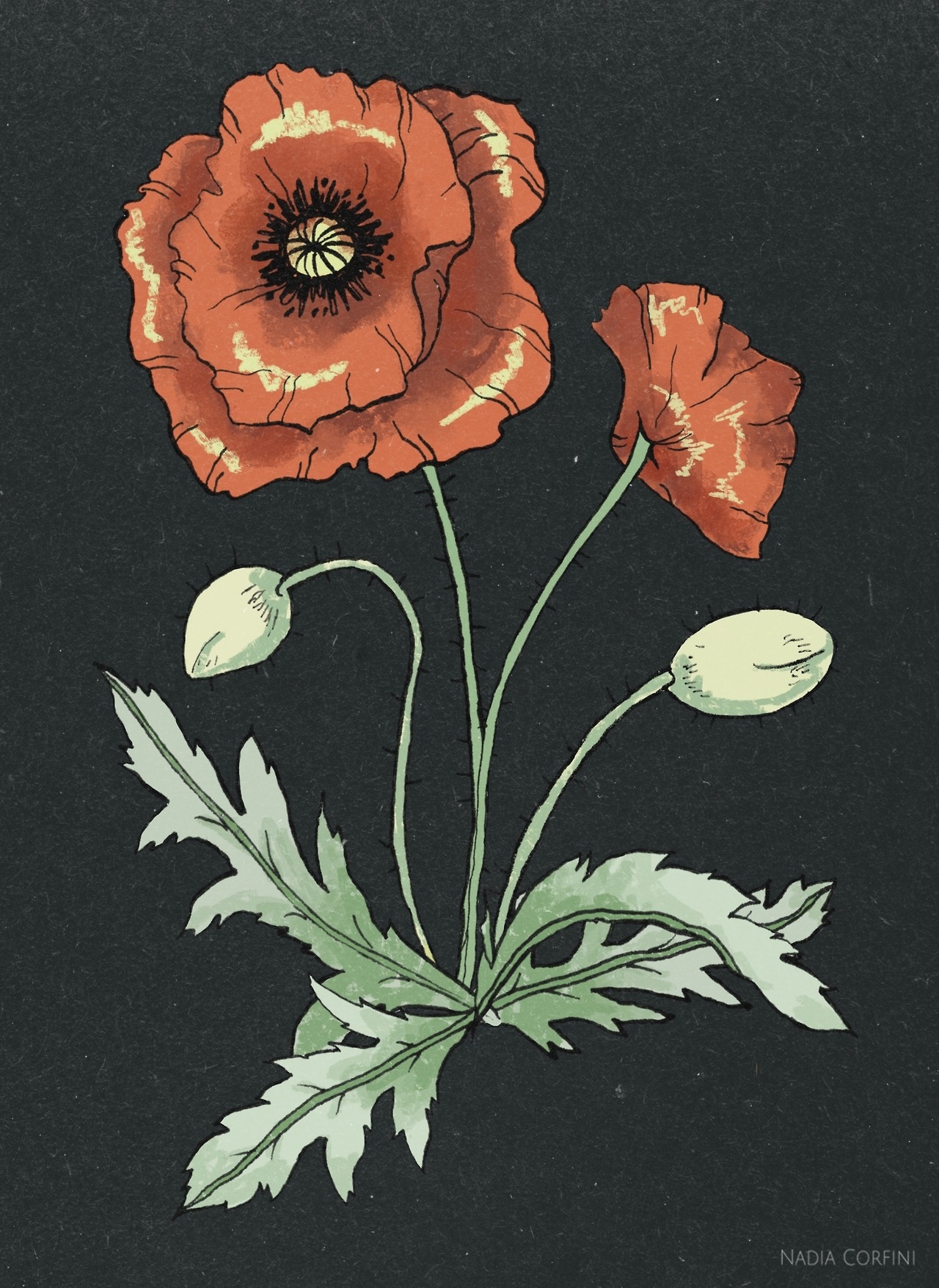 Poppy Flower - by Nadia Corfini Tumblr | Instagram | Etsy — Immediately post your art to a topic and get feedback. Join our new community, EatSleepDraw Studio, today!