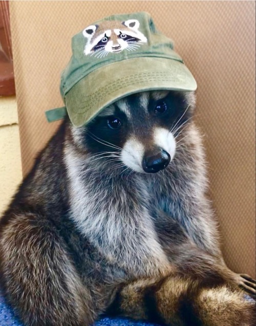 A great hat for a great Trash Panda