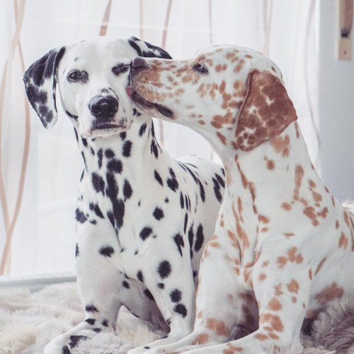 protect-and-love-animals:Couple goals