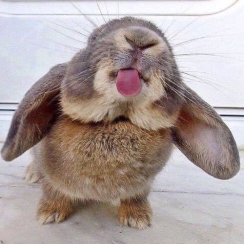 adorable-bunnies:Bunny blep <3