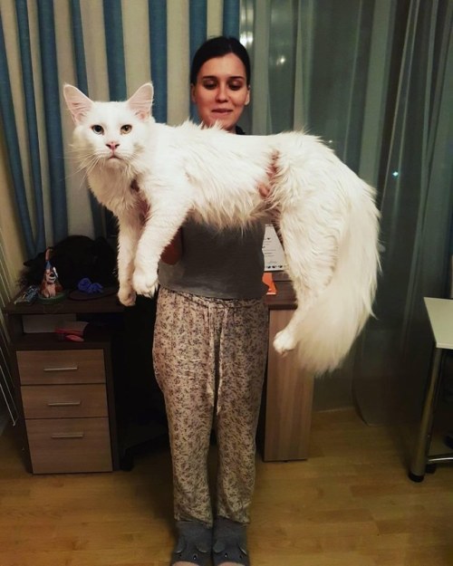 catsbeaversandducks - Tihon The Loving Giant Cat “Please, I just...