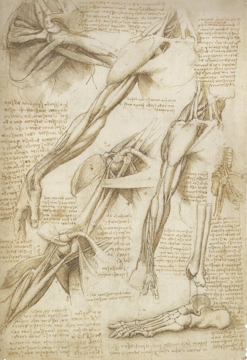 wattlemoth - Leonardo da Vinci | The Mechanics of Man