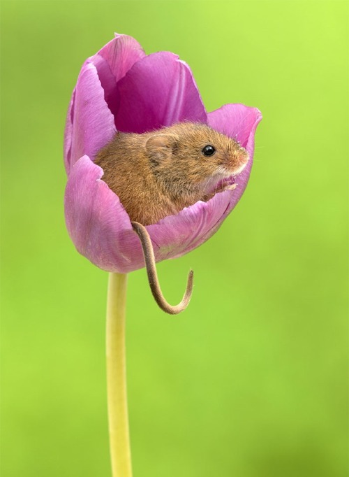 newromaantics - calliopinot - newromaantics - sometimes harvest mice sleep in tulips. here are...