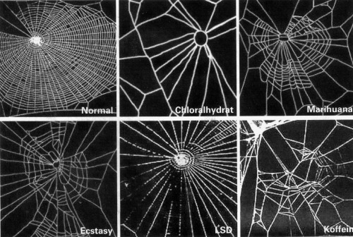 chaosophia218 - Effect of psychoactive drugs on spider’s ability...