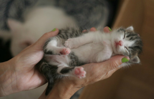 kittykittykittykittykitty - kittehkats - Kittens Sleeping in...