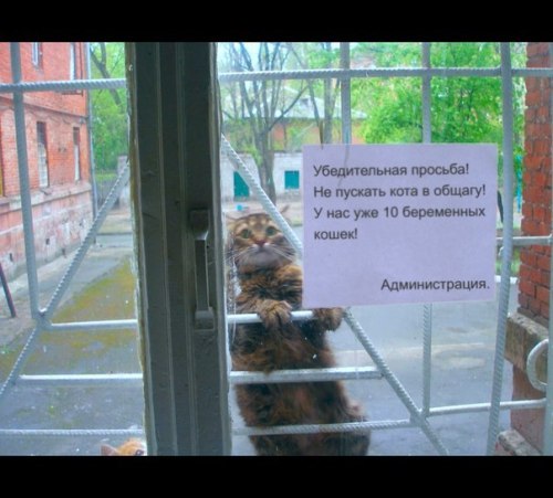 yewberryeater - blednochka - “Urgent request! Don’t let the cat...
