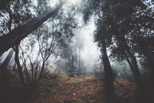 elenamorelli - { forest path, luminous fog }