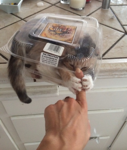 gentlemanbones:These almond cookies are very aggressive.