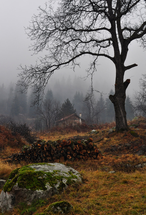 moody-nature:Well prepared for winter | By muerners