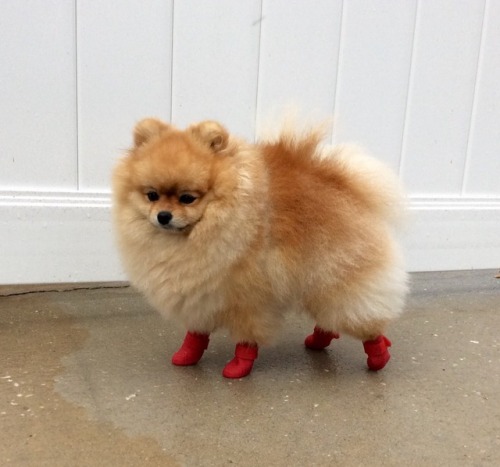 cutestpomeraniandog - These boots were made for walking!