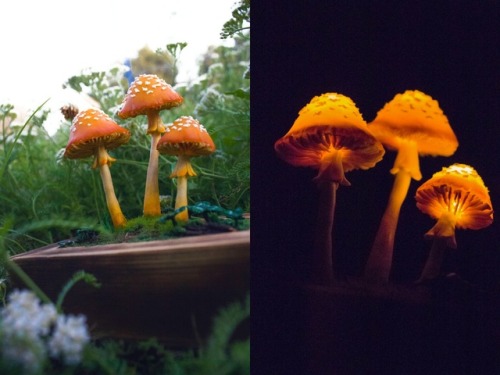 sosuperawesome - Mushroom Night Lights by The Snowmade on Etsy
