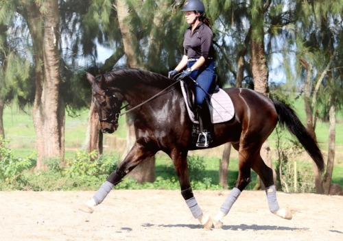 dreamtimedressage - Trotting away from my problems like ‍♀️