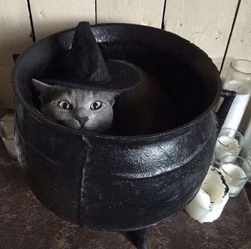 kitty - cauldron kitties !