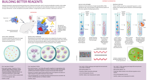 designinbiology - All about antibodies!by The Scientistbrought...