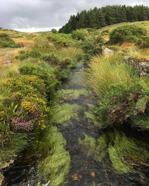 gnomegogo - Moorland stream #dartmoornationalpark #moors #nature...