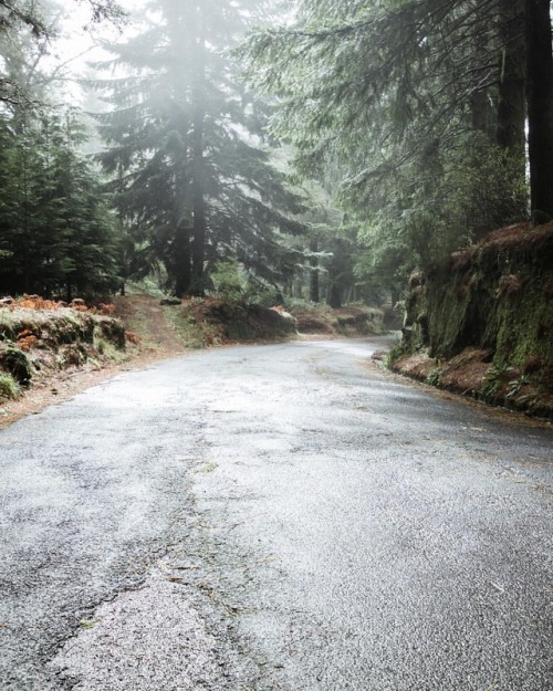 talloene - Madeira roads, part II.Driving through the clouds is...