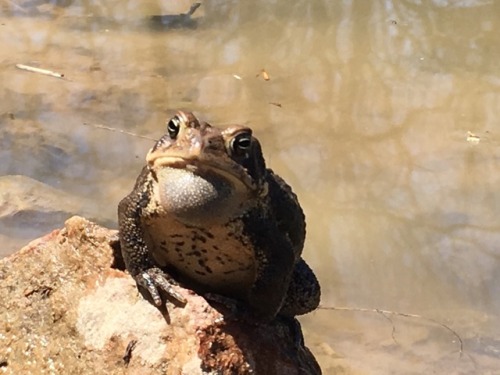 toadlysons - a middle aged toad pondering what it means to be a...