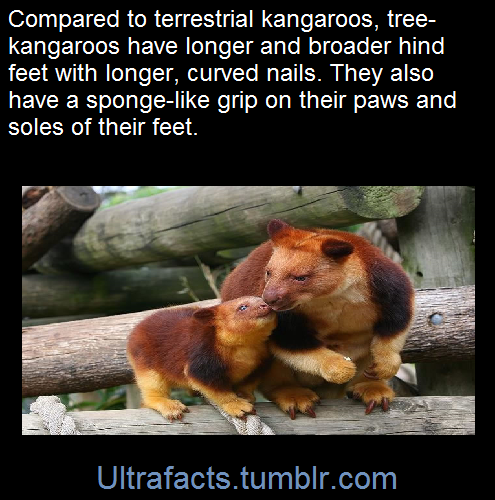 shrewreadings - ultrafacts - (Fact Source)Follow Ultrafacts for...