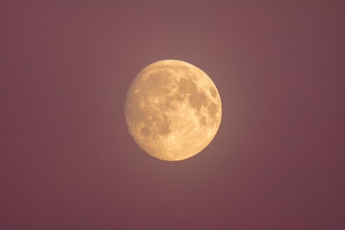 sci-universe - A golden waxing gibbousmoon in pink ...