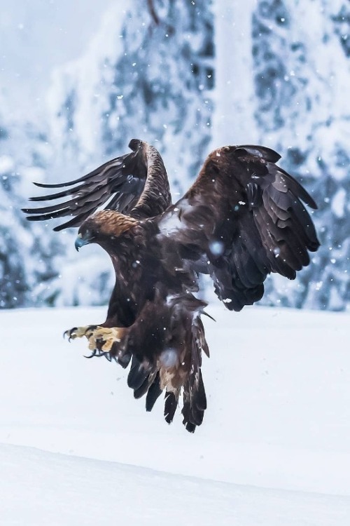maureen2musings - Golden eagle landing on its...