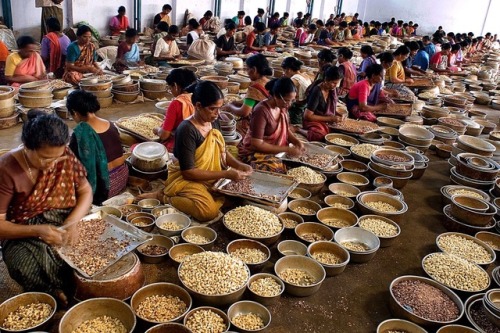 Cashew nuts being processed by an all women self - help group in...