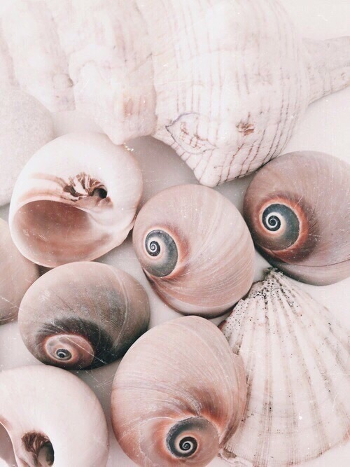taramysweetlove - Rose Gold Shells  Lovely
