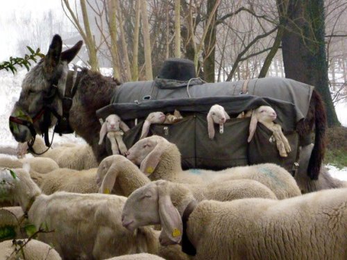 speciesbarocus - Lambs carried by donkeys in special side-saddle...