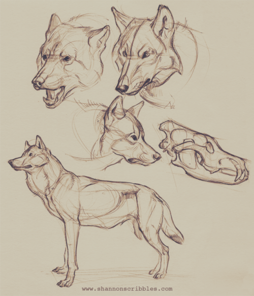 More maned wolves (and a Eurasian Jay head), wolverines, and...