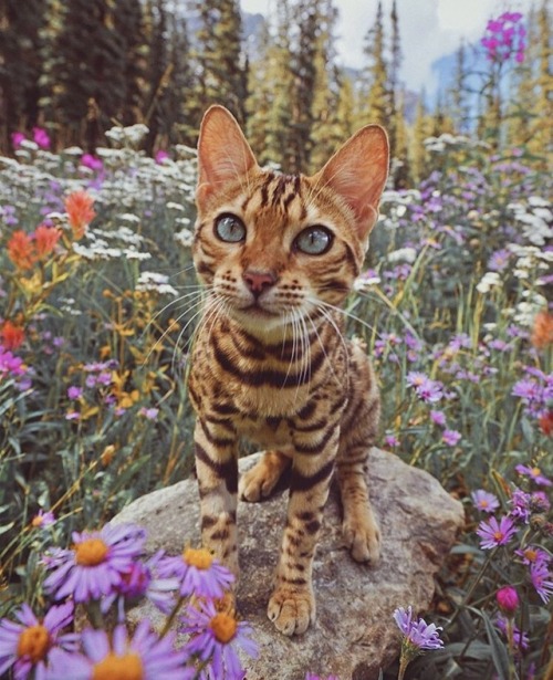 animals-lovers - (Source)Beautiful cat in beautiful scenes.