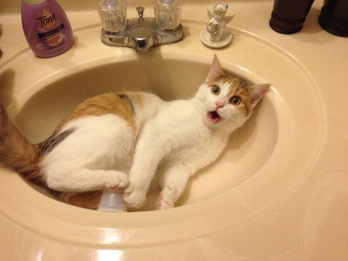 unflatteringcatselfies - She was having the time of her life and...