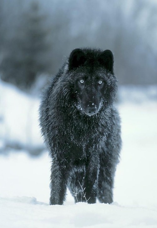 Timber Wolf, Black Phase by © jim.zuckerman.photography