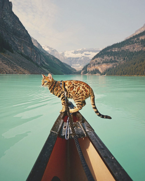 seethestarsablaze - landscape-photo-graphy - Beautiful Bengal Cat...