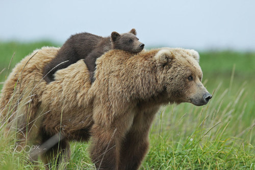 boredpanda - 15+ Un-Bear-Ably Cute Momma Bears Teaching Their...