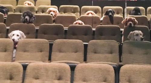 doggos-with-jobs:Service dogs training to sit through a movie at...